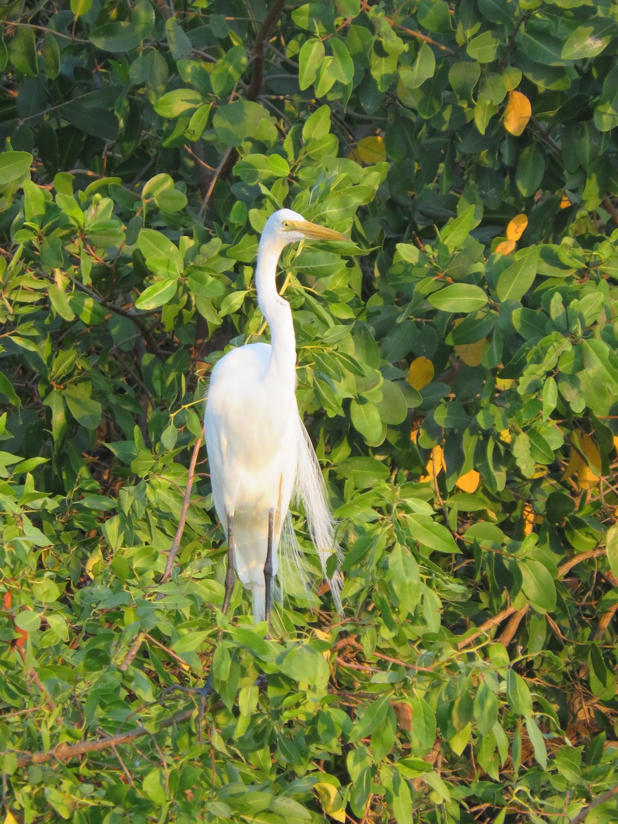 Great Egret - ML138084091