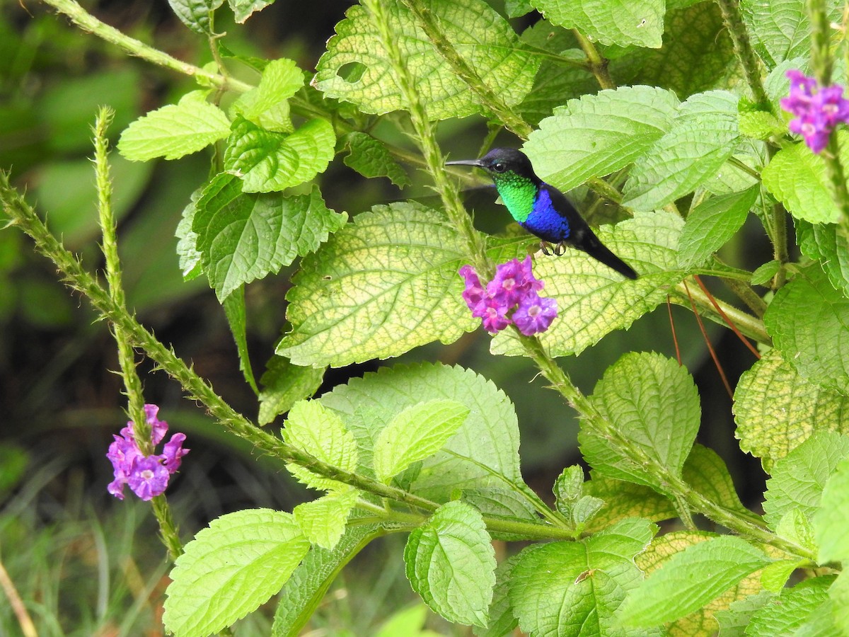 Crowned Woodnymph - ML138084111