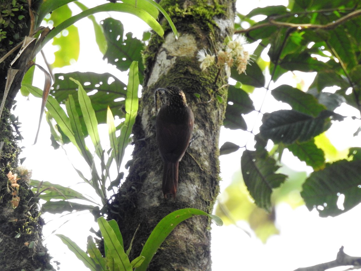 Cocoa Woodcreeper - ML138084191