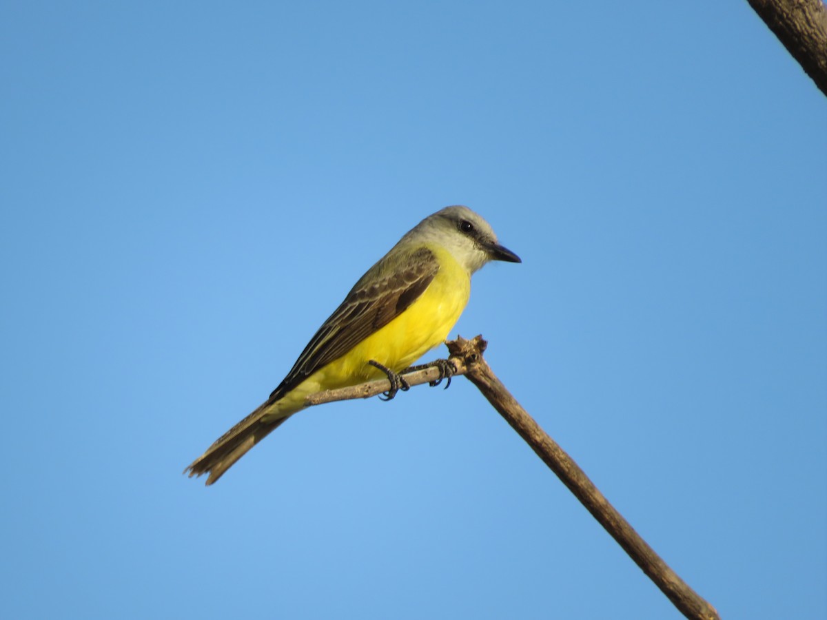 Tropical Kingbird - ML138084641