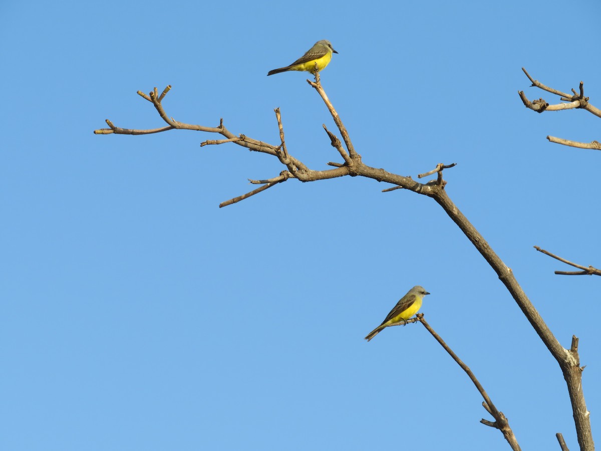 Tropical Kingbird - ML138084661