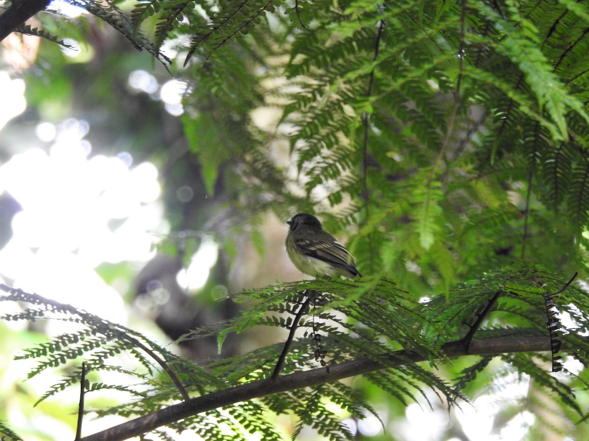 Slaty-capped Flycatcher - ML138085041