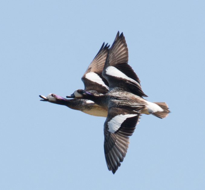 Chiloe Wigeon - ML138085221