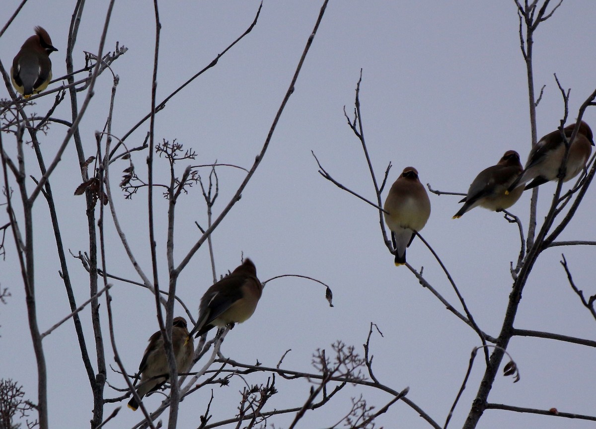 Cedar Waxwing - ML138085351