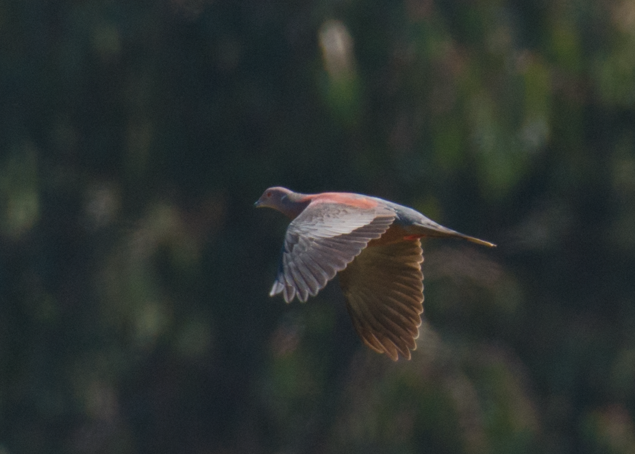 Chilean Pigeon - ML138085961