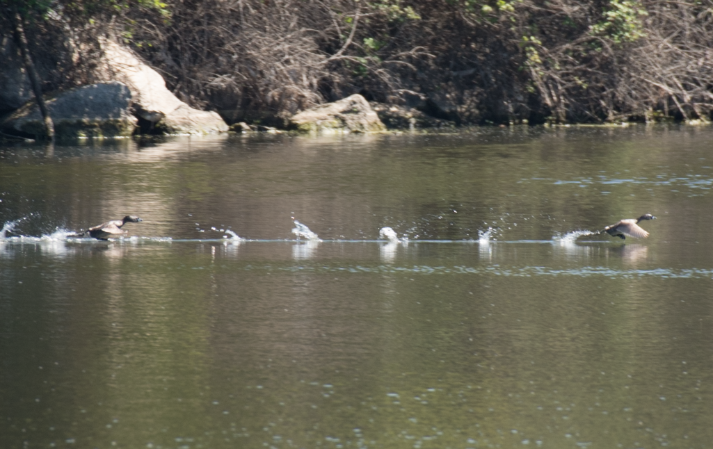 Pied-billed Grebe - ML138086261