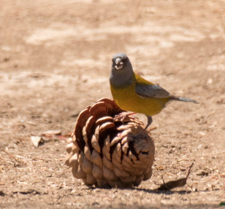 Gray-hooded Sierra Finch - ML138086891