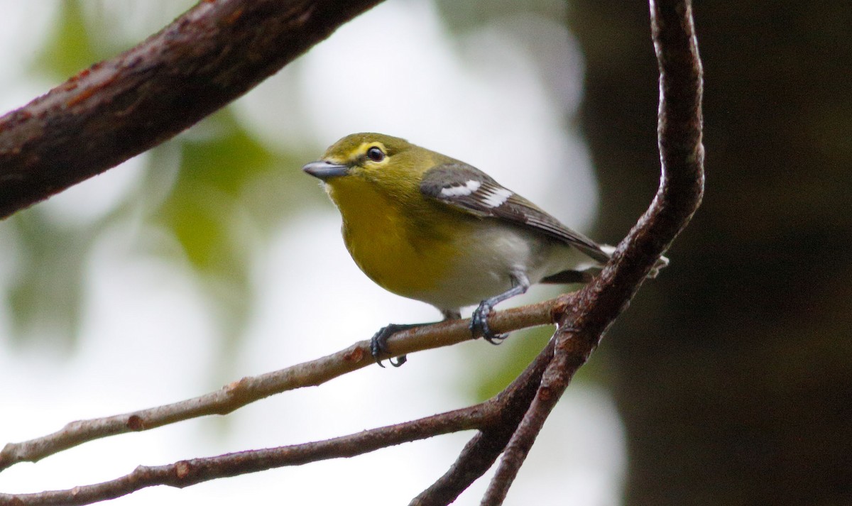 Yellow-throated Vireo - ML138087631