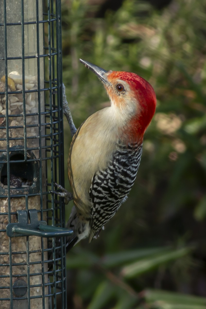 Red-bellied Woodpecker - George Holt