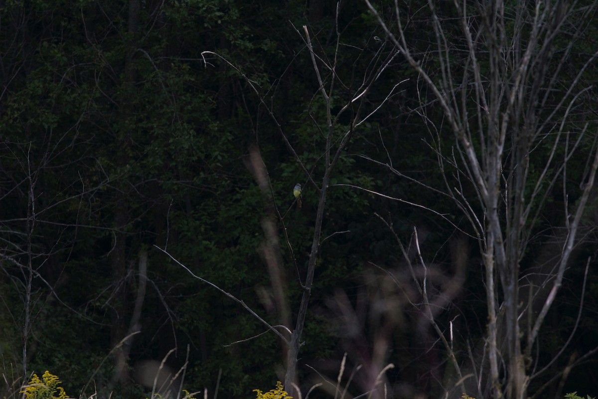 Great Crested Flycatcher - ML138089611