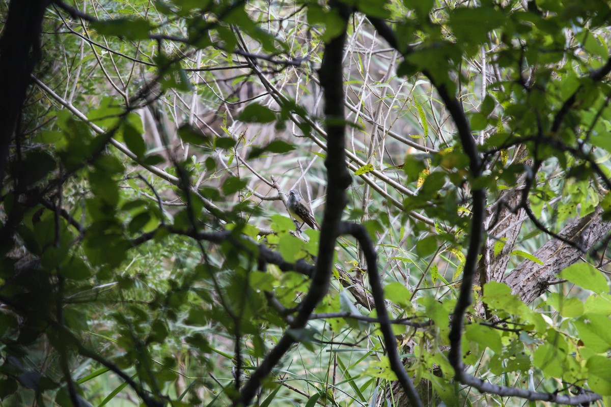 Great Crested Flycatcher - ML138090151