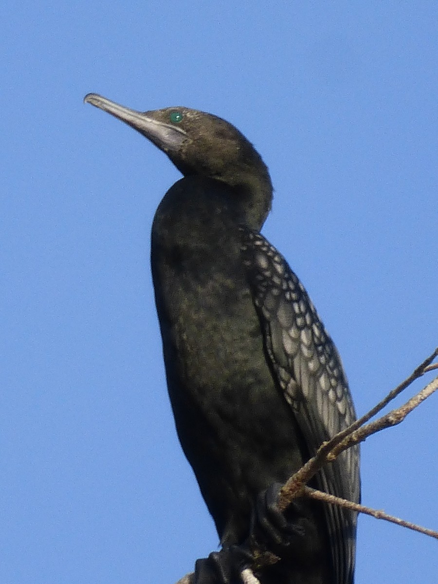 Little Black Cormorant - ML138090711