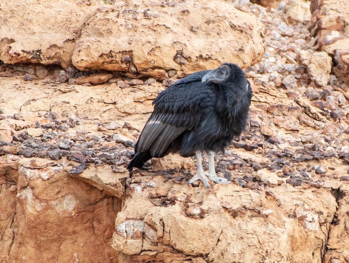 California Condor - 🐧 Mary McSparen