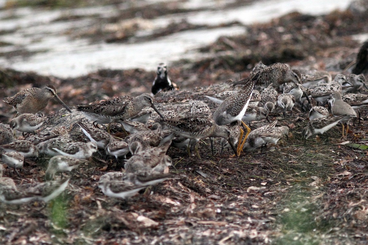 Semipalmated Sandpiper - ML138094151