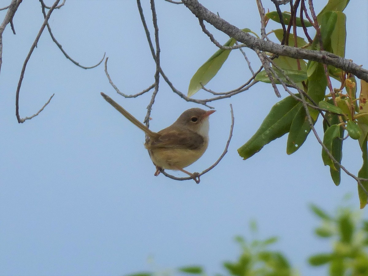 Red-backed Fairywren - ML138095091