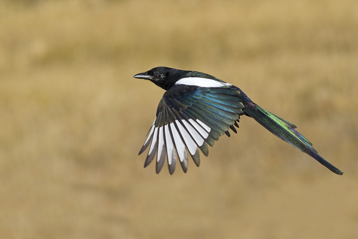 Black-billed Magpie - ML138095711
