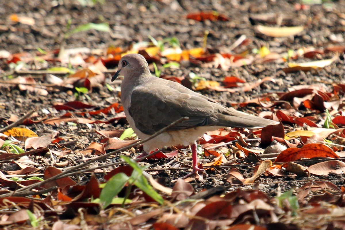 White-tipped Dove - Knut Hansen