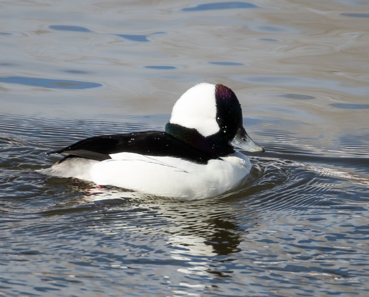 Bufflehead - ML138097421