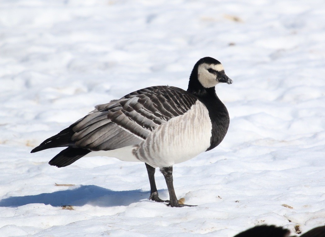Barnacle Goose - ML138097761