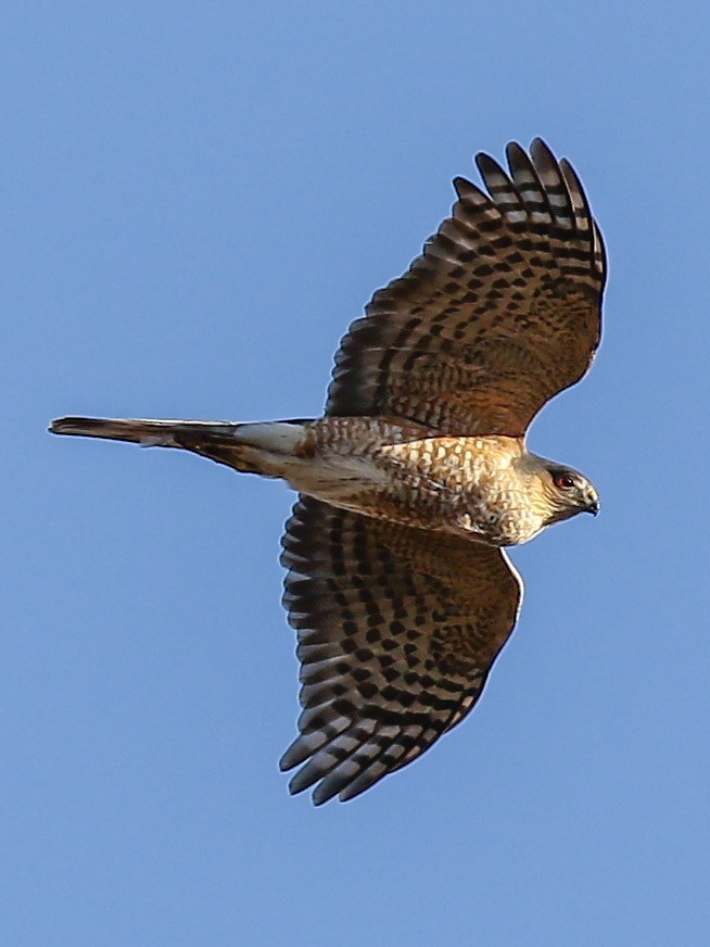 Sharp-shinned Hawk - Anonymous