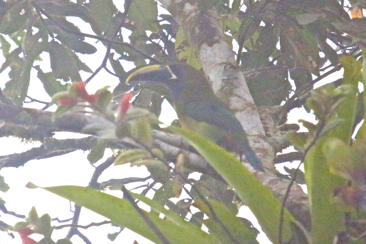 Northern Emerald-Toucanet (Blue-throated) - Knut Hansen