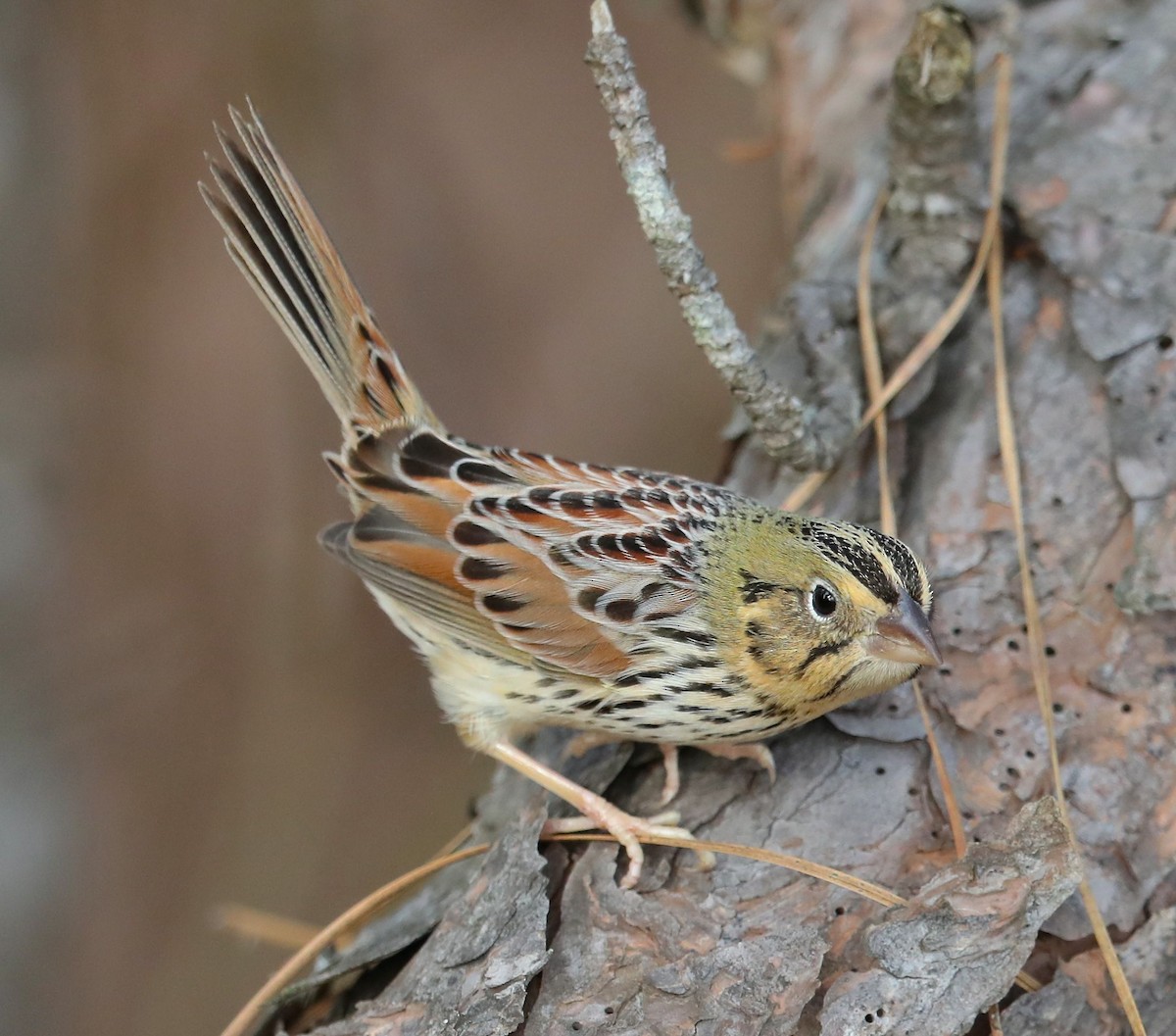 Henslow's Sparrow - Charles Lyon