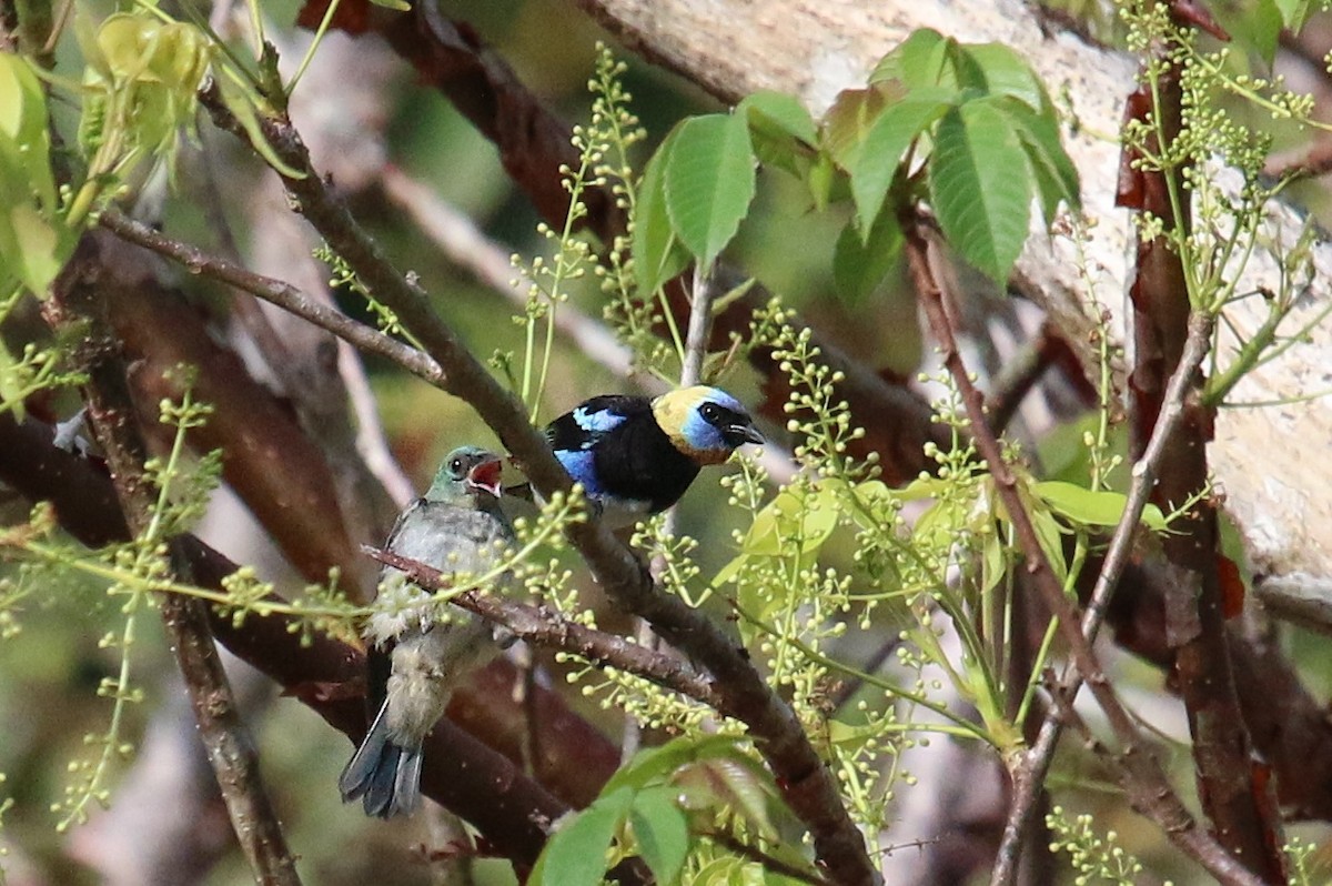 Golden-hooded Tanager - ML138098681