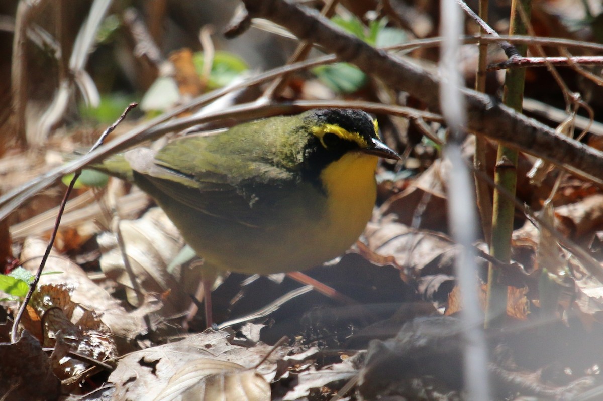 Paruline du Kentucky - ML138098861