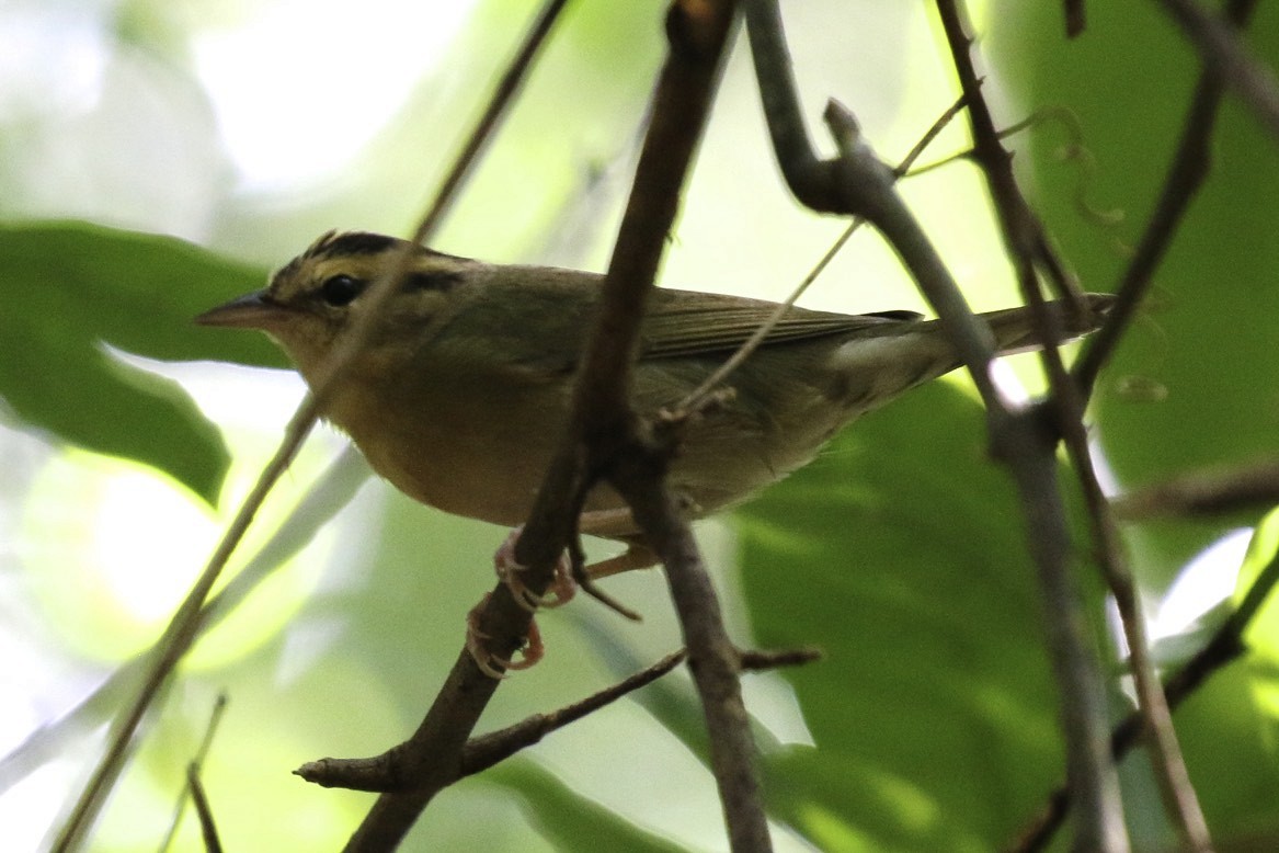 Worm-eating Warbler - Knut Hansen