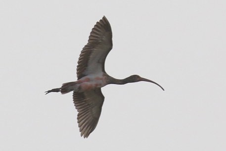 ibis rudý - ML138100141