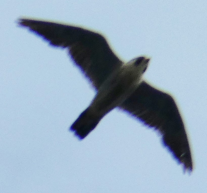 Peregrine Falcon - ML138104071