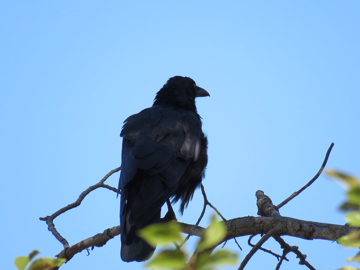 Australian Raven - ML138104811