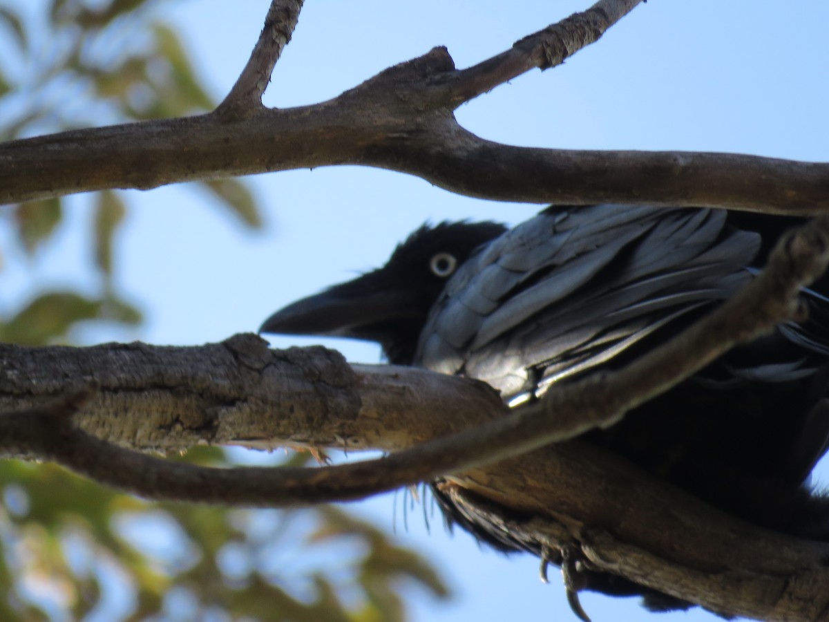 Corbeau d'Australie - ML138104951