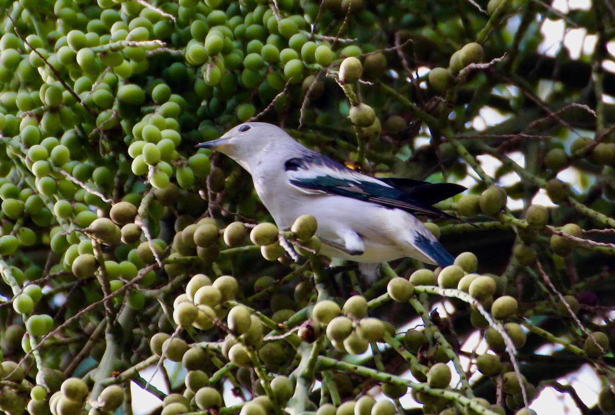 Daurian Starling - ML138105811