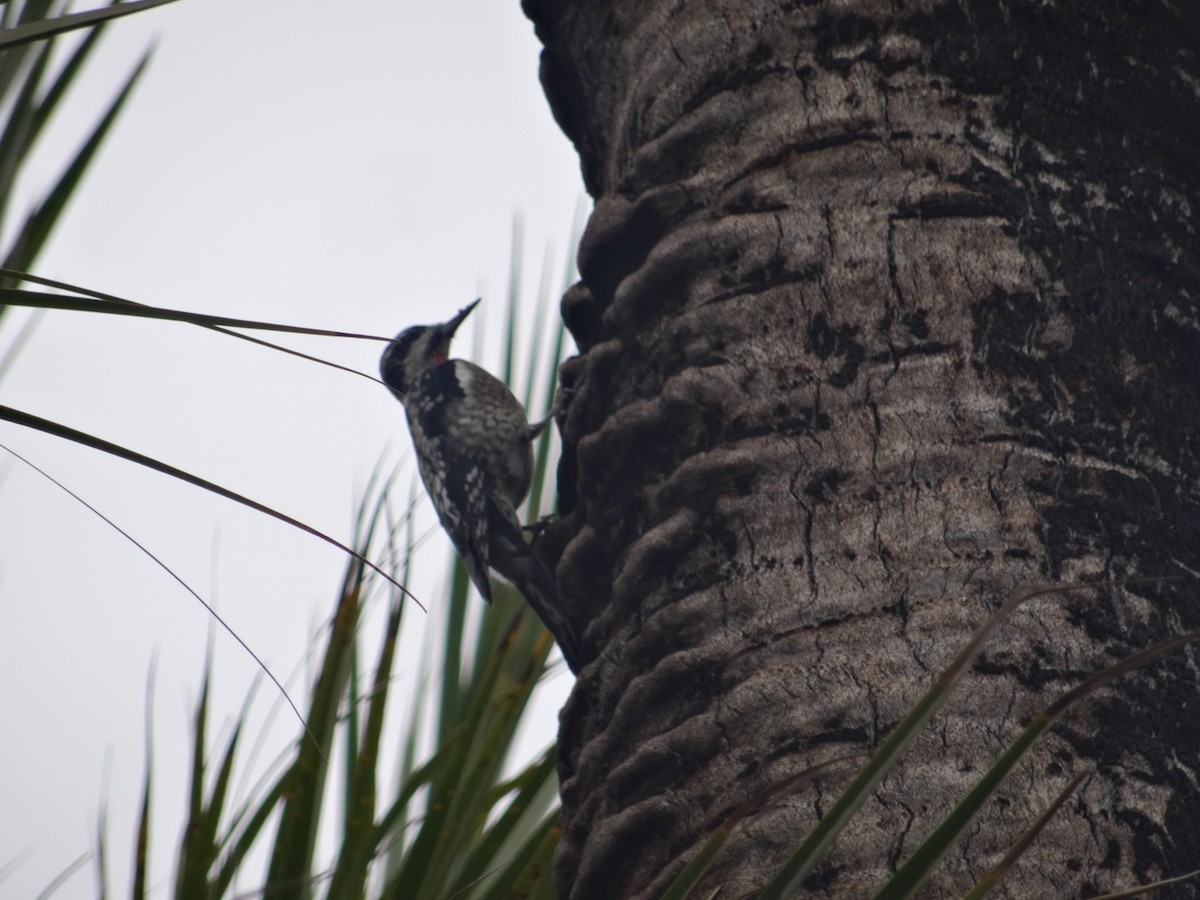 Ladder-backed Woodpecker - ML138105851