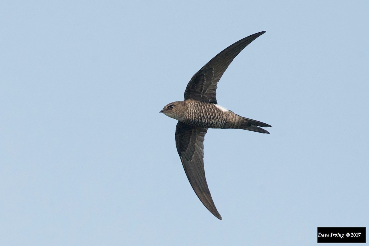 Pacific Swift - David Irving