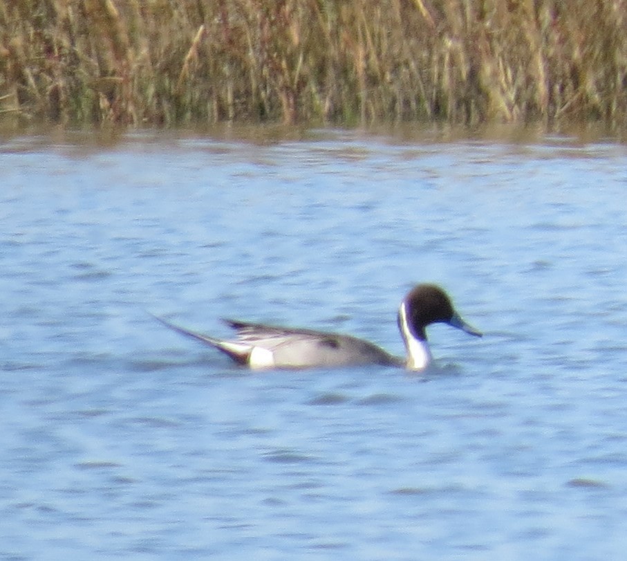 Northern Pintail - J Berner