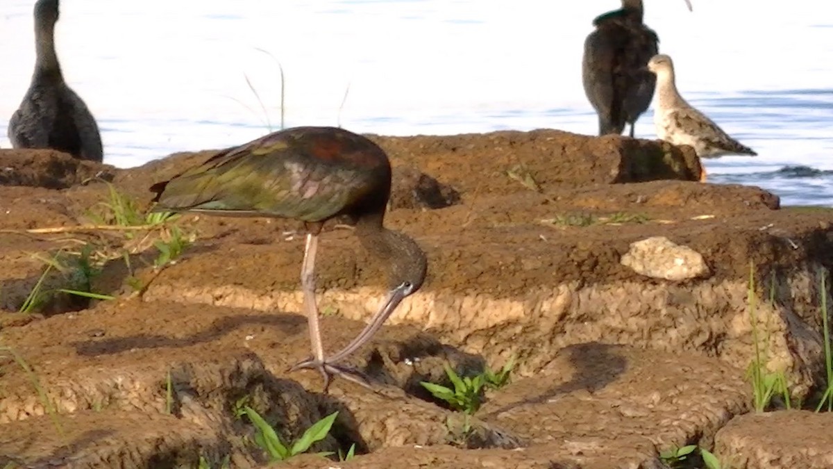 ibis hnědý - ML138109521