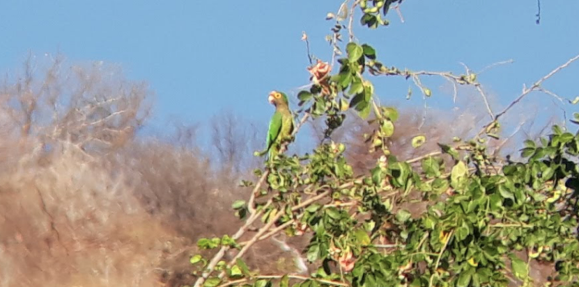 Aratinga Frentinaranja - ML138111251