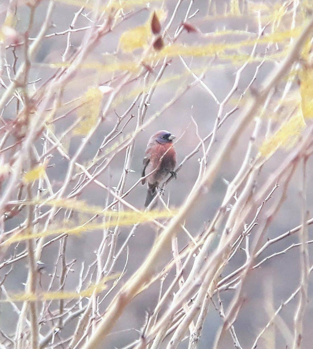 Varied Bunting - ML138111311