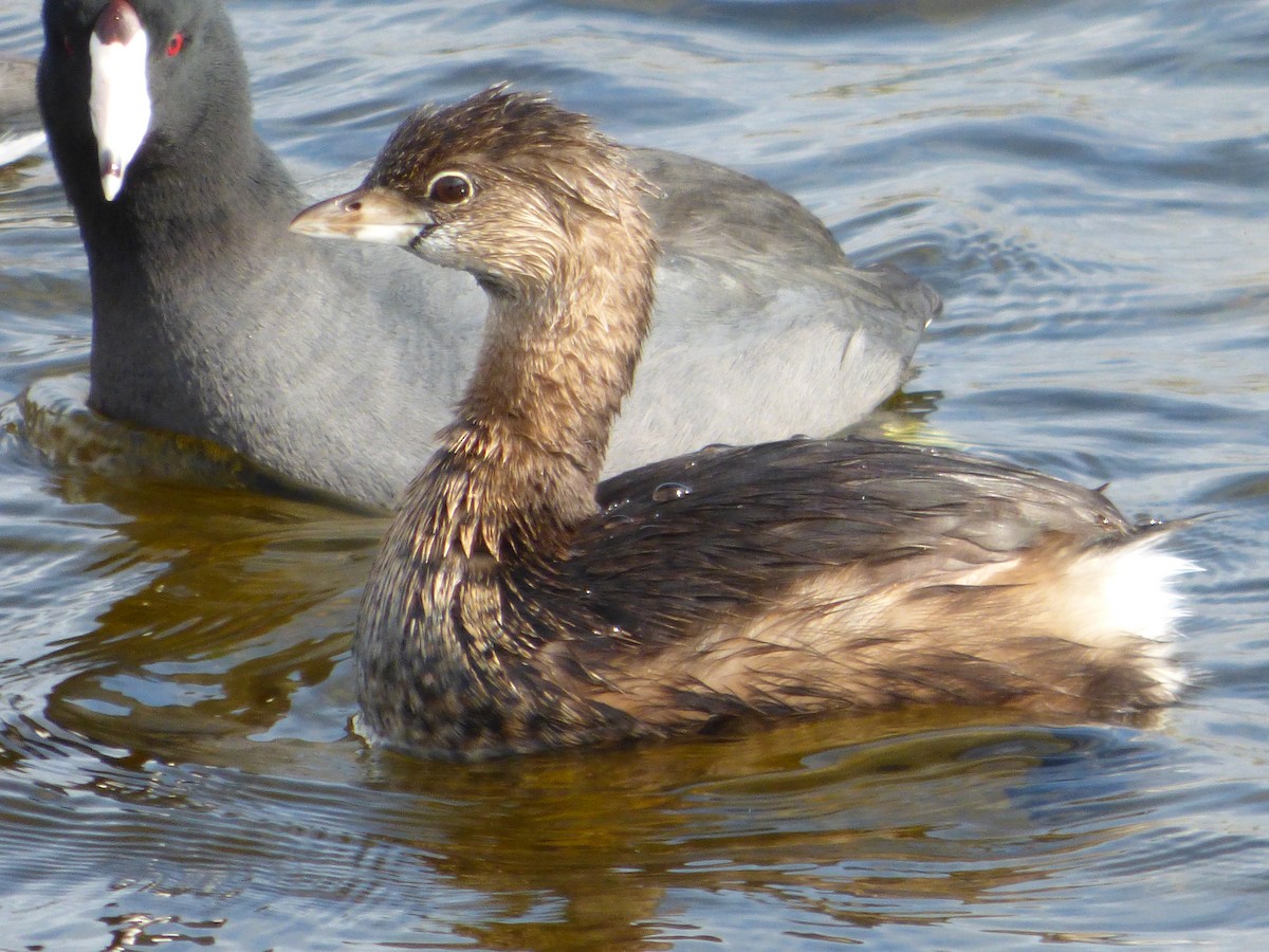 Pied-billed Grebe - Susan Mayotte