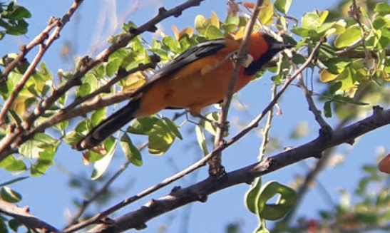 Streak-backed Oriole - ML138111401