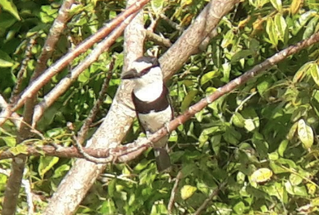 White-necked Puffbird - Gustavo Rocha