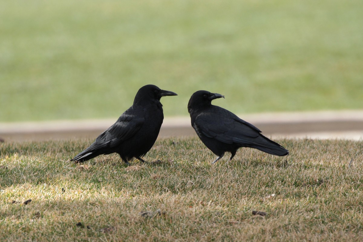 American Crow - ML138111881