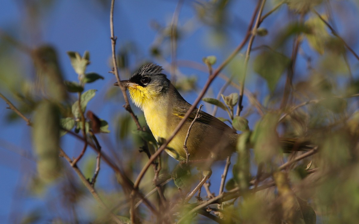 Gray-crowned Yellowthroat - ML138113711