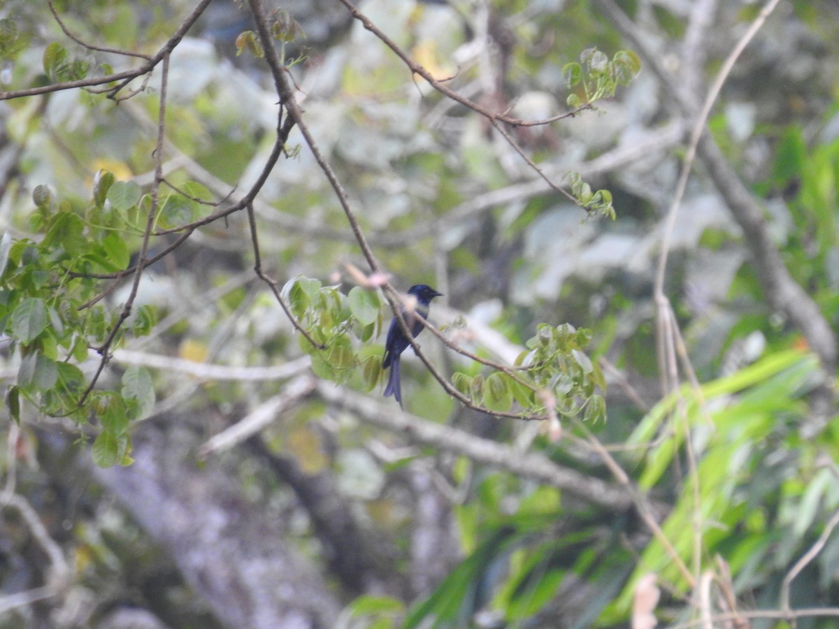 Drongo bronzé - ML138118301