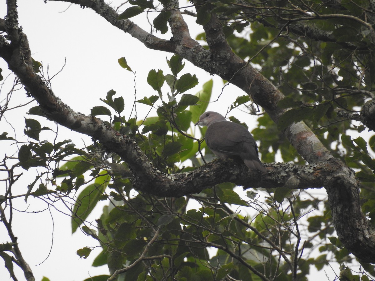 Dúcula Dorsicastaña (cuprea) - ML138118351