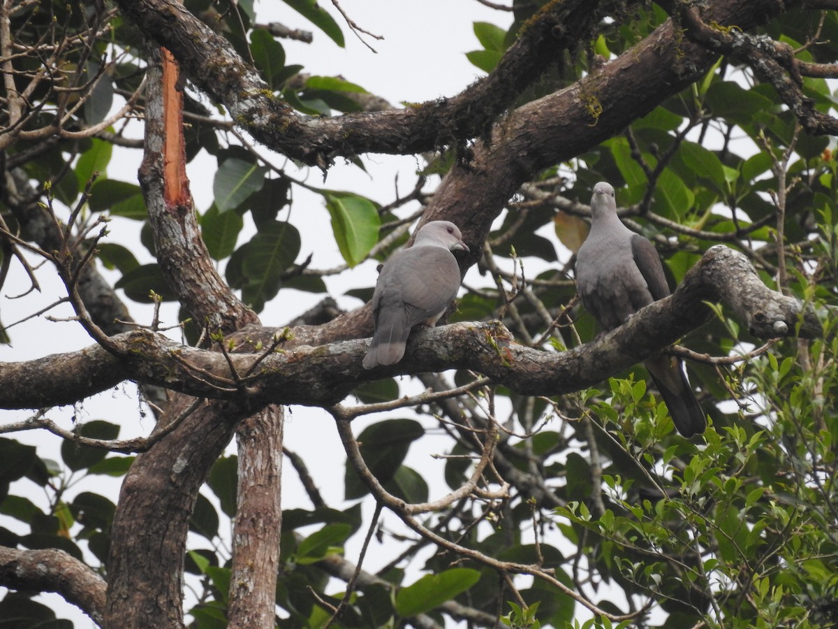 Malabar Imperial-Pigeon - ML138118371