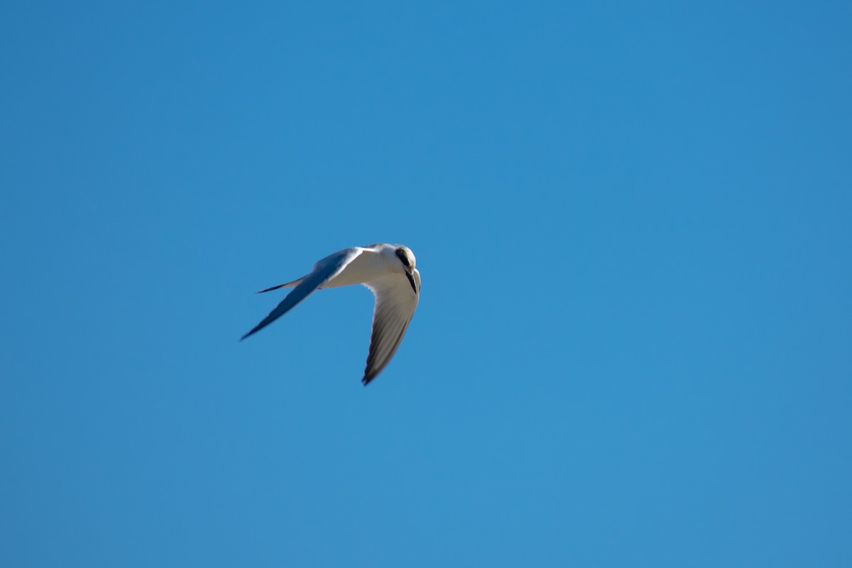 Forster's Tern - ML138119621