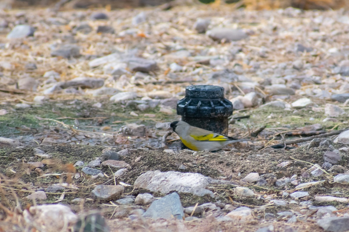 Lawrence's Goldfinch - ML138119751